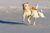 DOG 17 KH0030 01
Yellow Labrador Retriever And Jack Russell Terrier Running On Beach