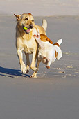 DOG 17 KH0031 01
Yellow Labrador Retriever And Jack Russell Terrier Running On Beach