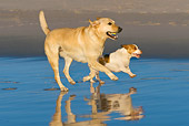 DOG 17 KH0032 01
Yellow Labrador Retriever And Jack Russell Terrier Running On Beach