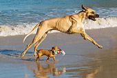 DOG 17 KH0034 01
Great Dane And Miniature Pinscher Running On Beach Carrying Toy