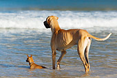 DOG 17 KH0035 01
Great Dane And Miniature Pinscher Standing In Surf On Beach