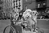 DOG 17 MQ0002 01
Group Of Mixed Breed Dogs In Wheelchair Manhattan New York