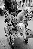 DOG 17 MQ0003 01
Group Of Mixed Breed Dogs In Wheelchair Manhattan New York