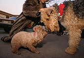 DOG 17 MQ0005 01
Airedale Terrier And Poodle Nose To Nose Manhattan New York