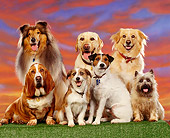 DOG 17 RK0006 08
A Group Of Dogs Sitting On Grass Sunset Studio