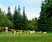 DOG 17 RK0008 14
Woman Holding Leashes Of Six Dogs On Grass By Trees