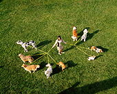 DOG 17 RK0012 08
Overhead Shot Of Group Of Dogs On Leash On Grass