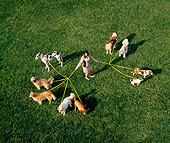 DOG 17 RK0012 23
Overhead Shot Of Group Of Dogs On Leash On Grass