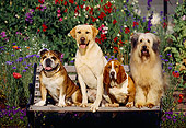 DOG 17 RK0017 11
Group of Dogs Sitting On Bench Flowers Garden Background