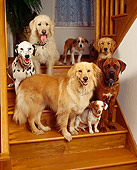DOG 17 RK0020 08
A Group Of Dogs Sitting On Wooden Stairs In Home