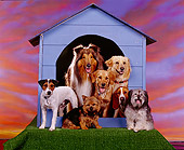 DOG 17 RK0034 31
All Star Group Of Dogs Standing Outside Of Dog House Sunset Background