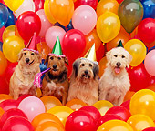 DOG 17 RK0037 04
A Group Of Dogs Wearing Party Hats By Balloons Studio