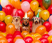 DOG 17 RK0039 12
A Group Of Dogs Sitting With Party Hats Surrounded By Balloons Studio
