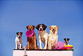 DOG 17 RK0041 25
Group of Dogs Sitting On Ledge With Toys Blue Sky