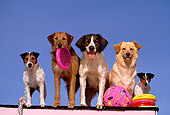DOG 17 RK0041 32
Group of Dogs Sitting On Ledge With Toys Blue Sky