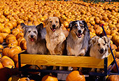 DOG 17 RK0056 01
A Group Of Dogs Sitting On Wooden Bench At Pumpkin Patch Facing Camera