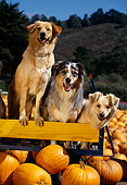 DOG 17 RK0058 02
A Group Of Dogs Sitting On Wooden Bench At Pumpkin Patch Trees Blue Sky