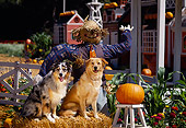 DOG 17 RK0059 01
A Group Of Dogs Sitting On Hay Stack By Scarecrow At Pumpkin Patch