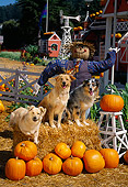 DOG 17 RK0059 29
A Group Of Dogs Sitting On Hay Stack By Scarecrow At Pumpkin Patch