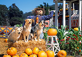 DOG 17 RK0059 33
A Group Of Dogs Sitting On Hay Stack By Scarecrow At Pumpkin Patch