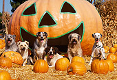 DOG 17 RK0064 03
A Group Of Dogs Sitting Together On Hay At Pumpkin Patch In Front Of Big Pumpkin