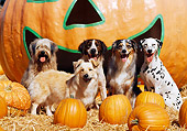 DOG 17 RK0064 08
A Group Of Dogs Sitting Together On Hay At Pumpkin Patch In Front Of Big Pumpkin