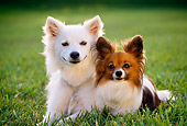 DOG 17 RK0069 03
Papillon And American Eskimo Laying On Grass