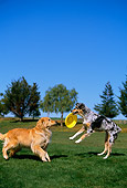 DOG 17 RK0083 06
Golden Retriever And Australian Shepherd Playing In Park With Frisbee