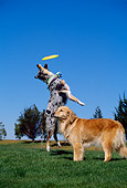 DOG 17 RK0083 17
Golden Retriever And Australian Shepherd Playing In Park With Frisbee