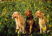 DOG 17 RK0084 02
A Group Of Dogs Sitting In Yellow Flower Field