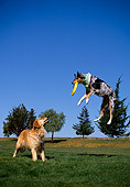 DOG 17 RK0090 01
Golden Retriever And Australian Shepherd Playing And Jumping At Park