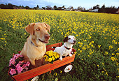 DOG 17 RK0111 18
Jack Russell Terrier And Yellow Labrador Retriever Sitting In Red Wagon