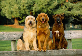 DOG 17 RK0117 07
A Group Shot Of Dogs Sitting On Bench At Park Facing Camera
