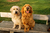 DOG 17 RK0121 08
Wide Angle Of Mixed Breed And Golden Retriever Sitting On Bench