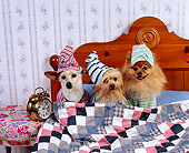 DOG 17 RK0516 01
Three Dog Night