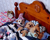 DOG 17 RK0517 12
Three Dog Night
