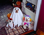 DOG 17 RK0518 11
Howl-o-ween