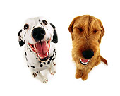 DOG 17 RK0520 01
Dalmatian And Mixed Breed Terrier On White Seamless Studio
