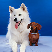 DOG 17 RS0013 01
Portrait Of American Eskimo Dog And Dachshund Laying On Table Blue Background