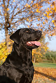DOG 18 CB0001 01
Head Shot Of Black Labrador Retriever By Autumn Trees