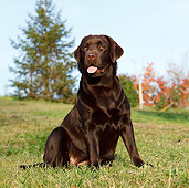 DOG 18 CB0002 01
Chocolate Labrador Retriever Sitting On Grass