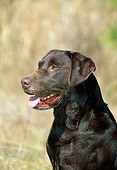 DOG 18 CE0034 01
Close-Up Of Chocolate Labrador Retriever Sitting In Meadow