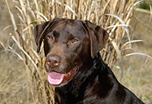 DOG 18 CE0035 01
Head Shot Of Chocolate Labrador Retriever Sitting In Meadow