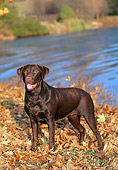 DOG 18 CE0039 01
Chocolate Labrador Retriever Standing In Field By Lake