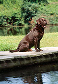 DOG 18 CE0043 01
Chocolate Labrador Retriever Sitting On Dock By Lake