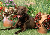 DOG 18 CE0044 01
Chocolate Labrador Retriever Laying On Grass By Flower Pots