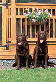 DOG 18 CE0045 01
Two Chocolate Labrador Retrievers Sitting On Gravel By House