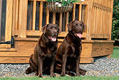 DOG 18 CE0046 01
Two Chocolate Labrador Retrievers Sitting On Gravel By House