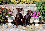 DOG 18 CE0047 01
Two Chocolate Labrador Retrievers Sitting On Gravel By Brick Wall And Flowers