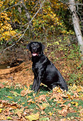 DOG 18 CE0048 01
Black Labrador Retriever Sitting On Grass By Fallen Leaves